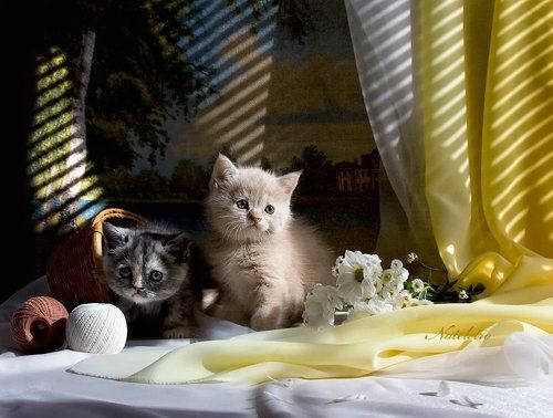 про котят