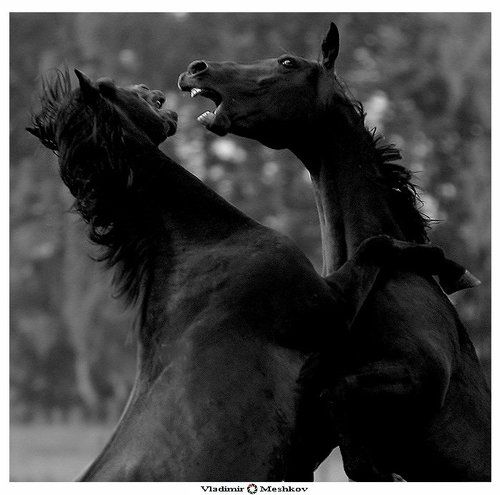 Emotions