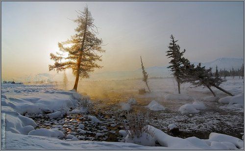 Курай золотой