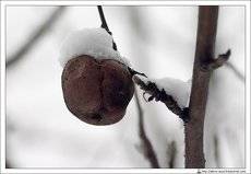 Дары природы