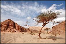 Dancing in the Desert