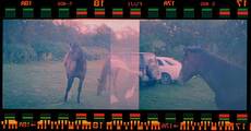 horse!!