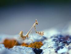 Empusa fasciata