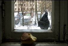 Хлеб и голубь.
