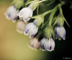 macro