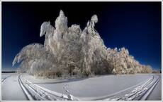 ледяной лес