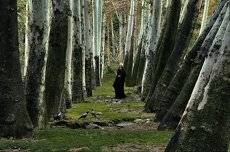 Song of forest