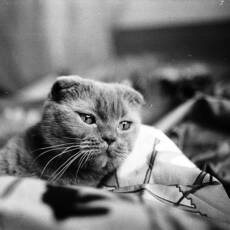 Портрет кошки