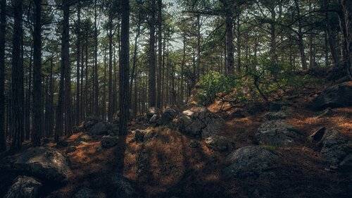 Сказочный ялтинский лес