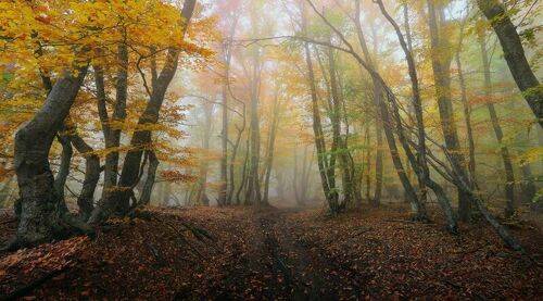 Осень в буковом лесу на Демерджи