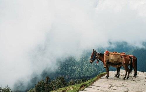 Лошадки в облаках (Утхиматх, Гималаи)