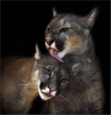 LOVE IS...