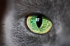KatzEye