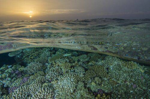 Закат в коралловых полях