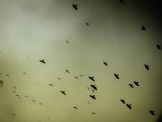 Flyers