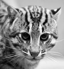 кот