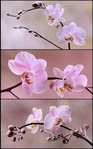 Pink Orchidea