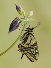 Papilio machaon