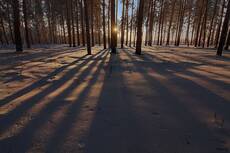 Снежно-полосатый.