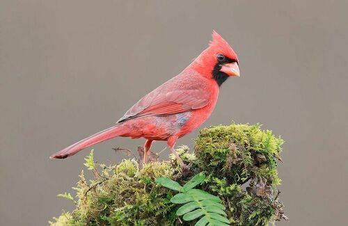 Красный кардинал (cамец) - Northern Cardinal (male)