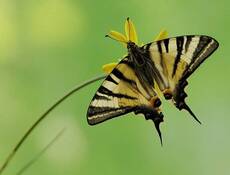 Iphiclides podalirius