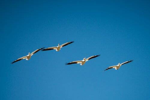 Пеликаны на севере