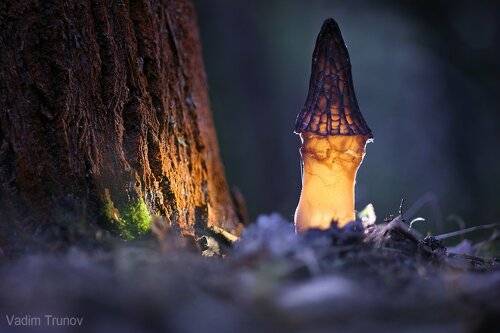 Лесной светильник