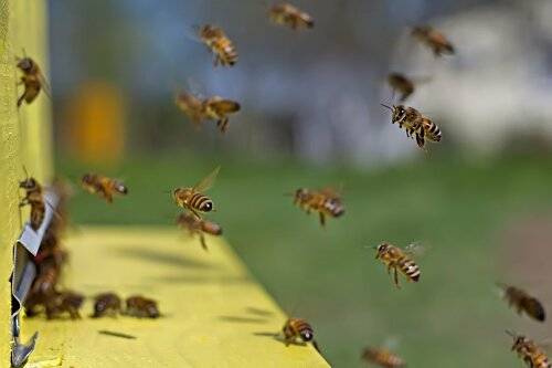 Про пчёл