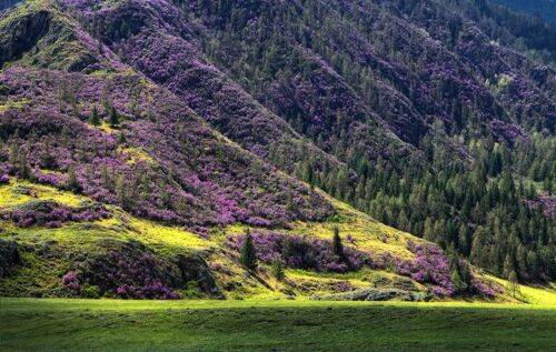 Очарование цветущих гор