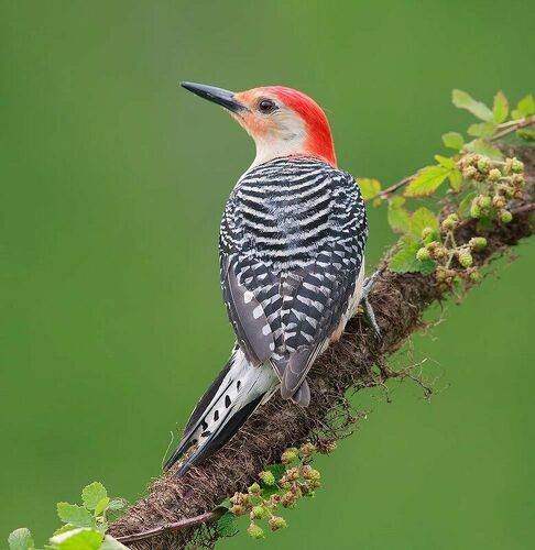 Red-bellied Woodpecker - Каролинский меланерпес