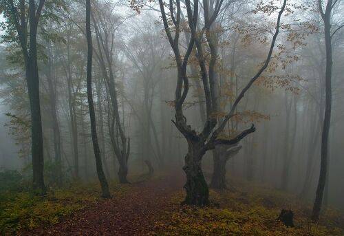 Осень в буковом лесу