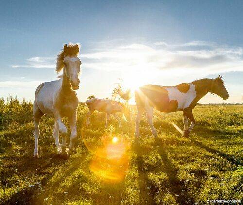 Солнечные лошадки в п. Епифань Тульской области