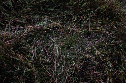 Ветрами покоренная трава