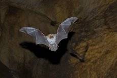 Bat