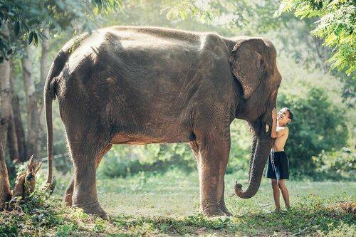 Friendship between children with elephant