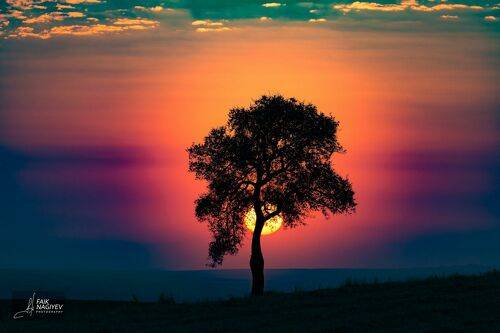 Одинокое дерево на закате