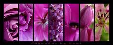 Magenta lines