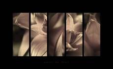 Bromeliad