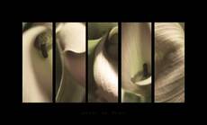 Zantedeschia