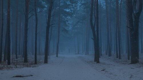 Синий лес, холодный лес