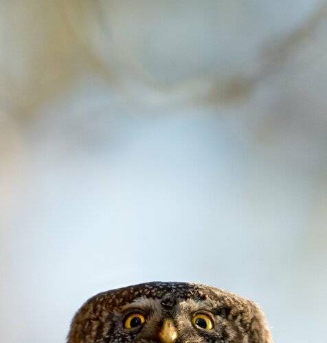 Eurasian pygmy owl, Finland