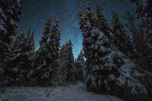 Ночной лес севера
