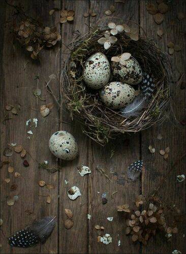 С гнездом и перепелиными яйцами ...