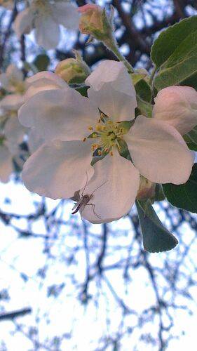Цветок яблони