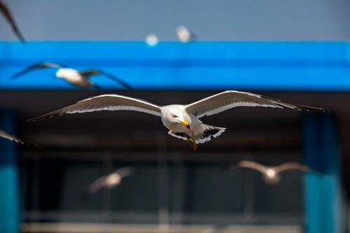 flight of the seagull