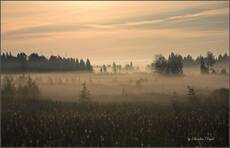 Morning Fog