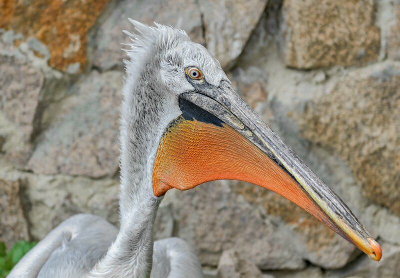пеликан кудрявый