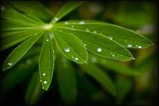 Greens...