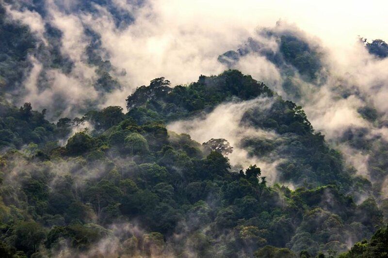 jungle misty