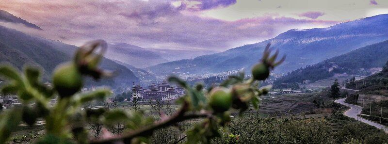 Blossom to Dzong